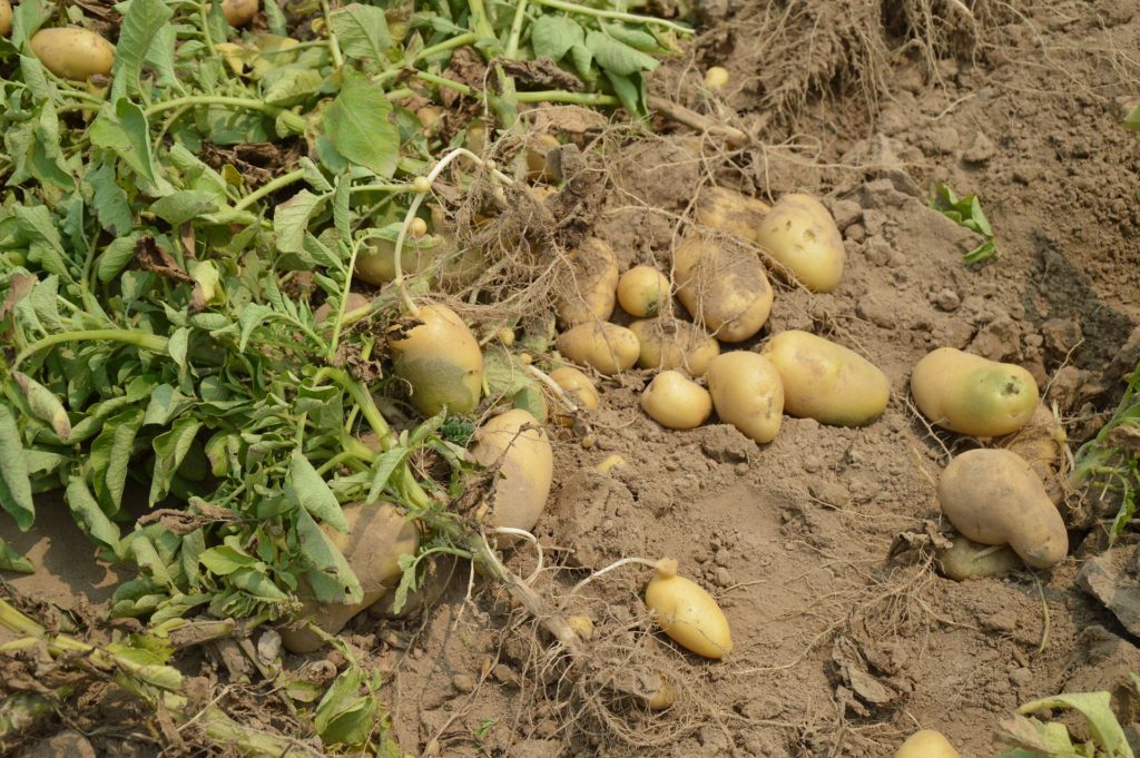 how are potatoes harvested