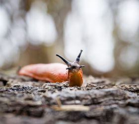 slugs on potatoes